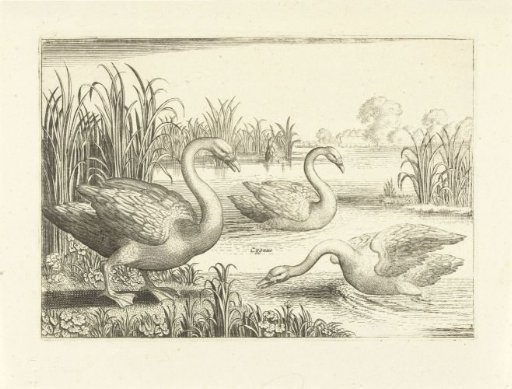 Three Swans in a Pond