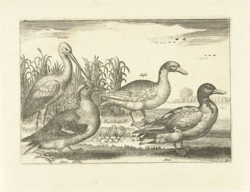 Birds in the Reeds