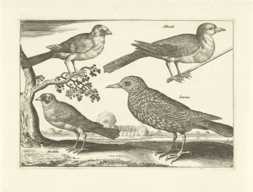 Four birds