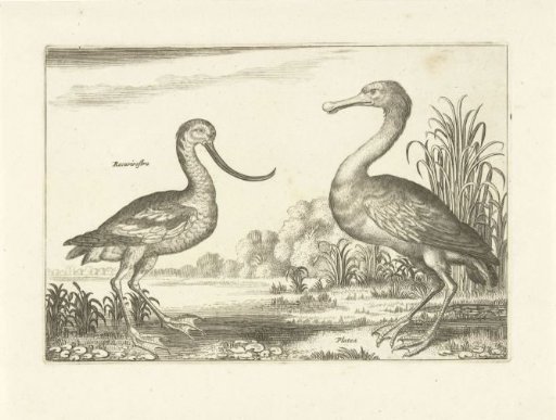 Two wading birds in a river landscape