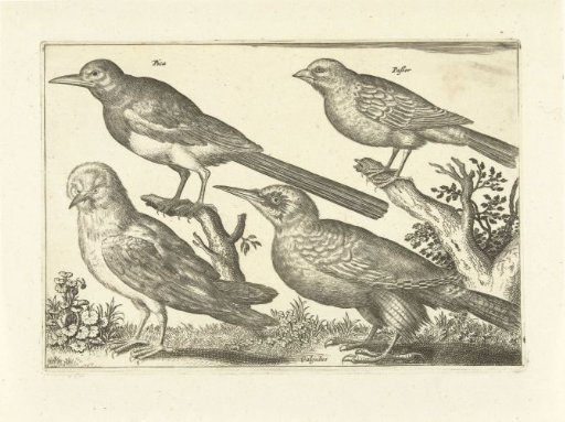 Four birds