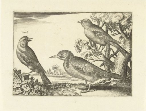 Three birds