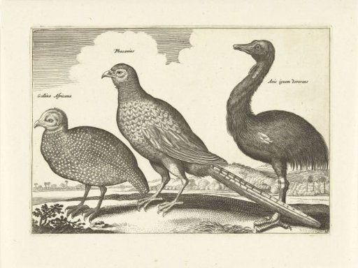 Three Birds