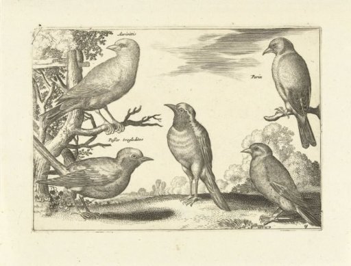 Five Birds