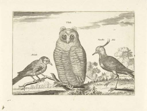 Three Birds
