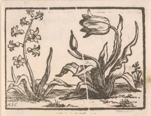 Hyacinth and a Tulip