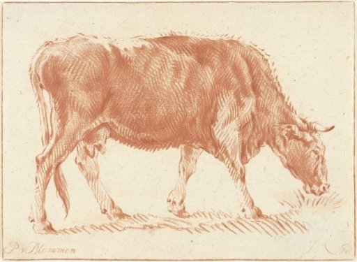Grazing cow