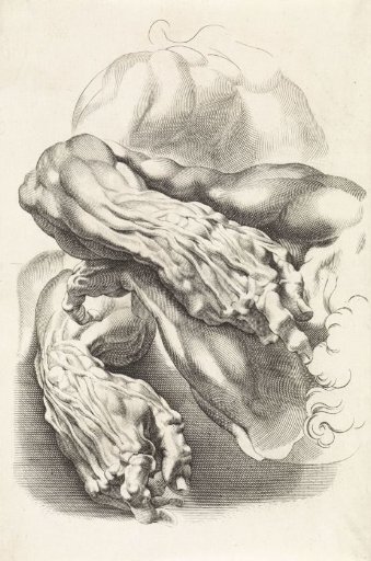 Anatomical studies of arms