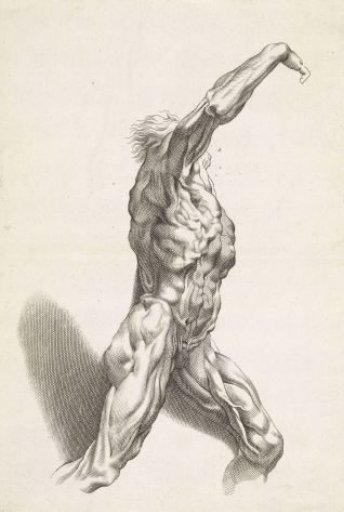Anatomical study of a man