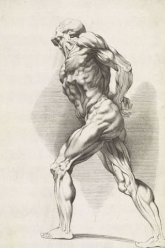 Anatomical study of a standing man