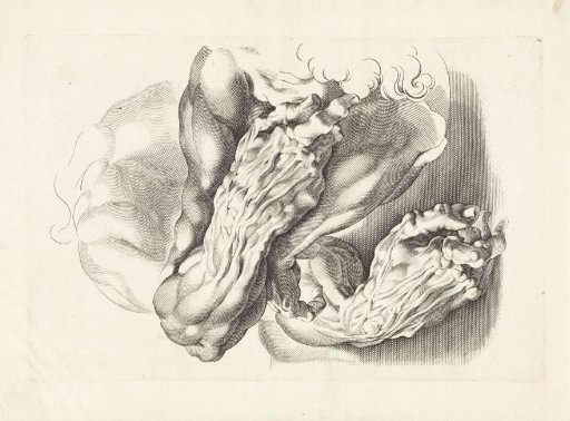 Anatomical studies of arms