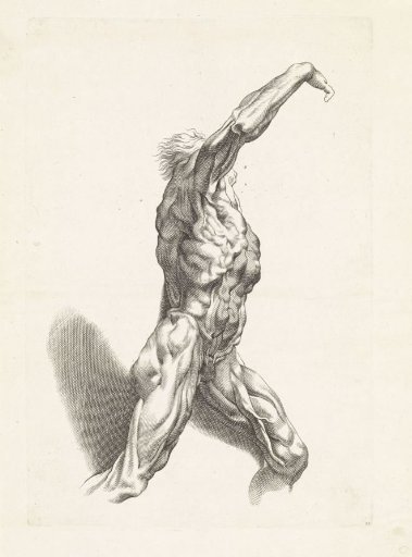 Anatomical study of a man