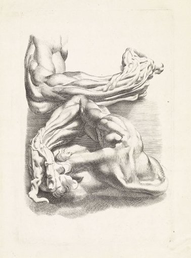 Two anatomical studies of arms