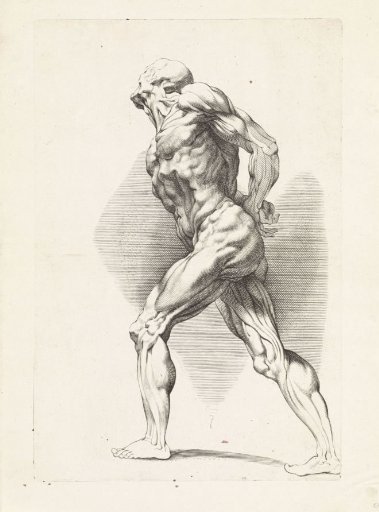 Anatomical study of a standing man