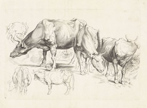 Studies of cattle