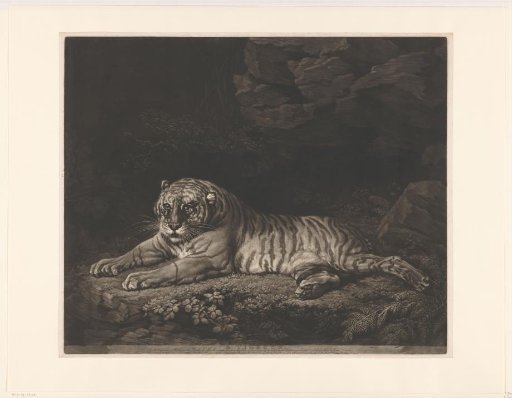 Tigress