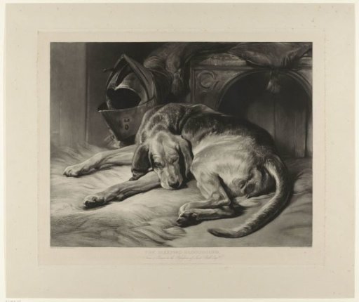 Sleeping hunting dog
