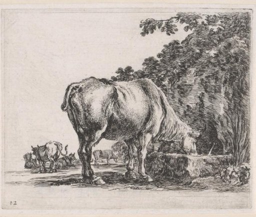 Drinking cow in a landscape with other cows