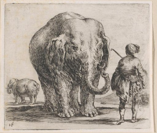 Two elephants and a trainer