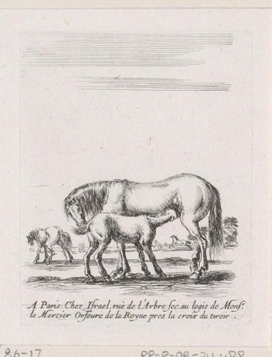 Nursing mare with foal in a landscape with other horses