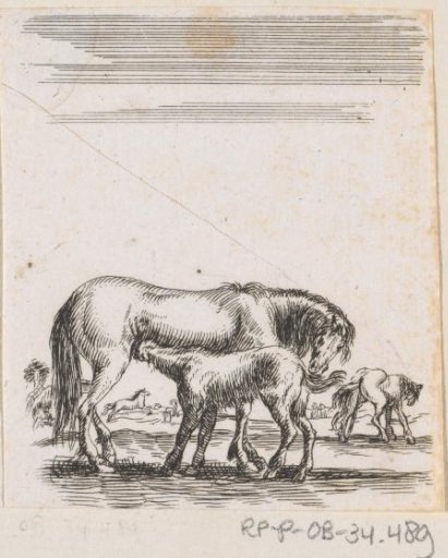 Nursing mare with foal in a landscape with other horses