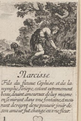 Narcissus
