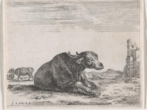 Buffaloes