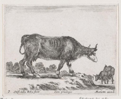 Cow