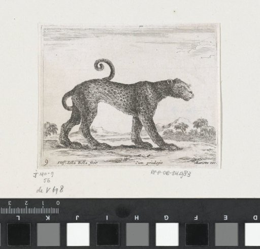 Leopard
