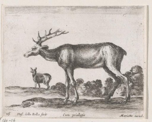 Deer
