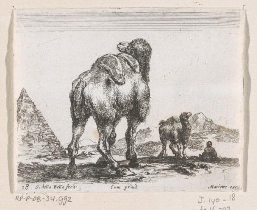 Camels