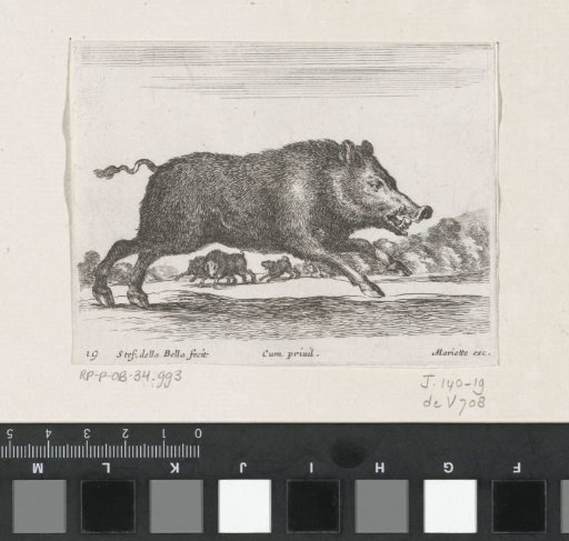 Wild Boars