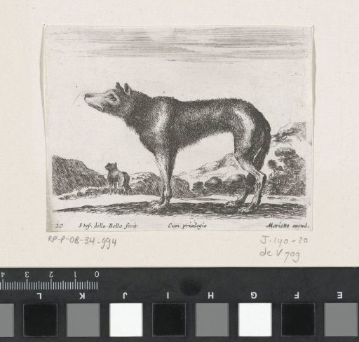 Wolf