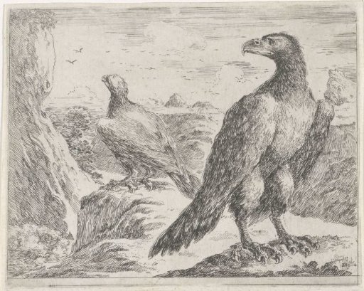 Two eagles, one seen from the back