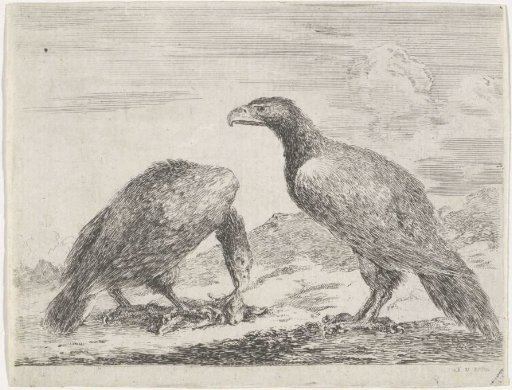 Two eagles, one feeding on a dead lamb