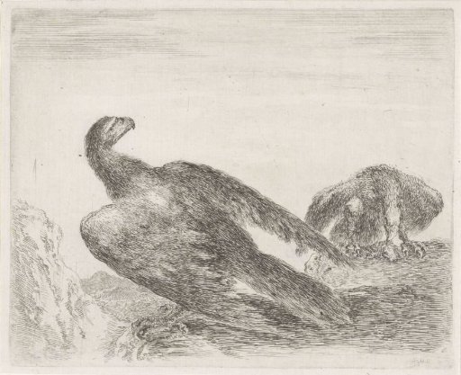 Eagle seen from the back, behind him an eagle devouring prey