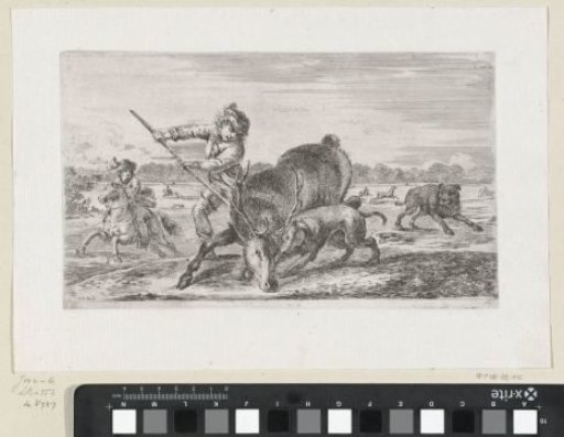 Stag caught by hunter and dog