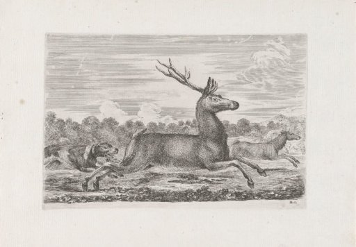Stag and roe deer hunted by hunting dogs