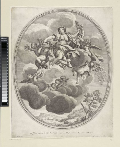 Flora