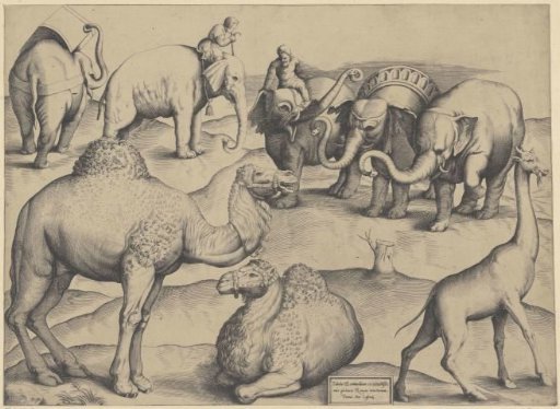 Elephants, dromedaries and a giraffe