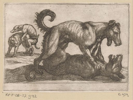 Two Mating and Two Fighting Dogs