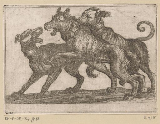 Two Dogs Fighting a Wolf