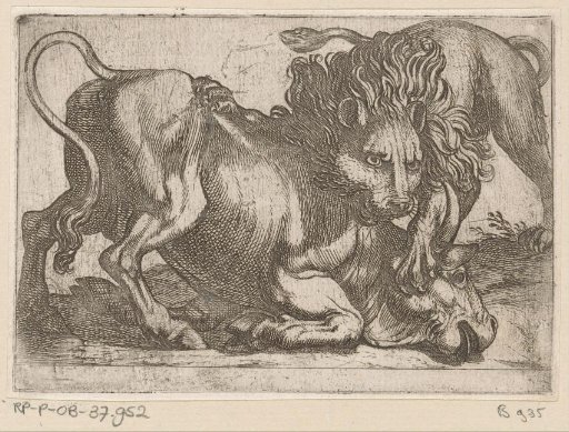 A Lion Attacking a Bull