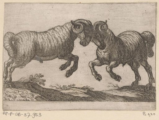 Two Fighting Rams
