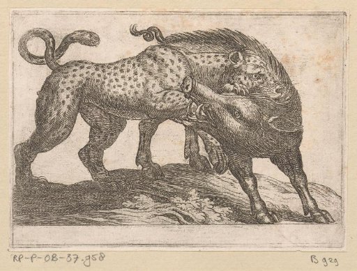 A Leopard Fighting a Boar