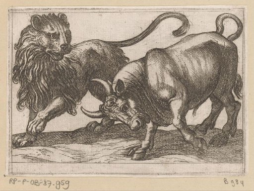 A Bull Attacking a Lion