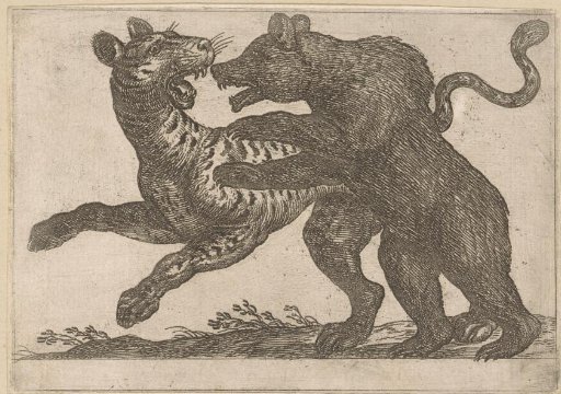 A Bear Fighting a Tiger