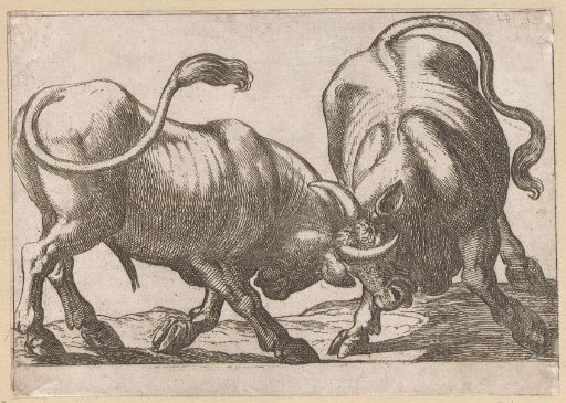 Two Fighting Bulls