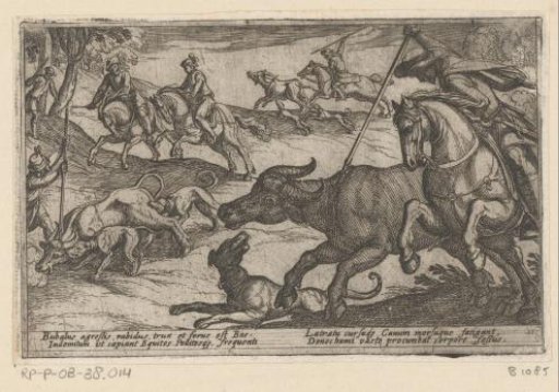 Hunting of Wild Oxen