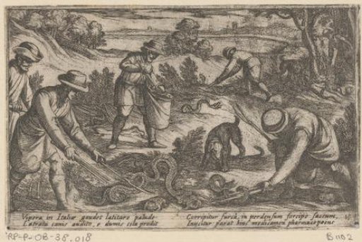 Hunters Catching Snakes